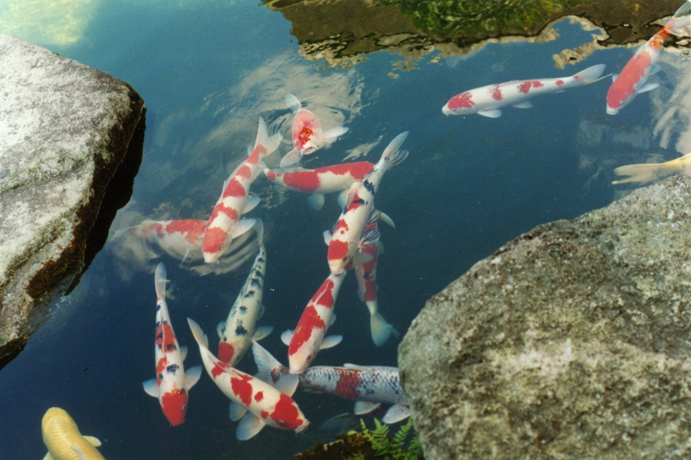 Nishikigoi: Japanese brocade carp